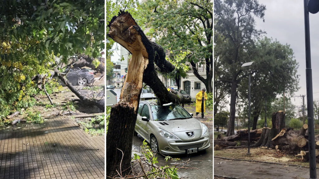 Temporal en La Plata: más de 40 árboles caídos y calles afectadas por el viento y la lluvia