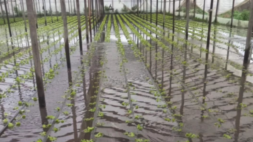 Temporal en La Plata: productores del cordón frutihortícola denuncian inundaciones y falta de asistencia